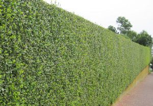 hedge-cutting-maintenance-streatham